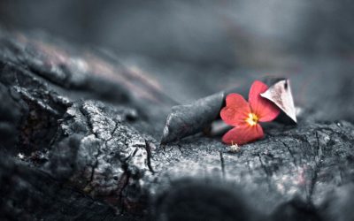 O wyższości wiatrówek nad bronią palną